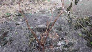 Маракуйя зимует на улице   эксперимент