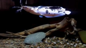 Астронотус и клариас