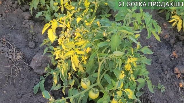 Вершинна гниль на помідорах. Ефективний спосіб боротьби. #томат #вершинка #помідори смотреть онлайн