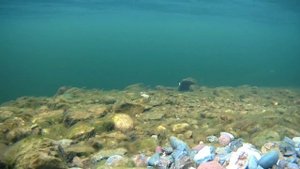 Salmo Hornet (Шершень) Уловистый кренк Подводная съемка