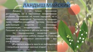 ЯДОВИТЫЕ ЯГОДЫ РОССИИ презентация 8 класс по ОБЖ с озвучкой