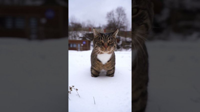 ПЕРВЫЙ СНЕГ | ВАЛААМСКИЙ МОНАСТЫРЬ  #валаам #карелия #снег #котики