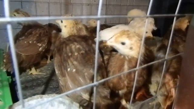 Индоутка. Разведение индоуток в домашних условиях смотреть онлайн