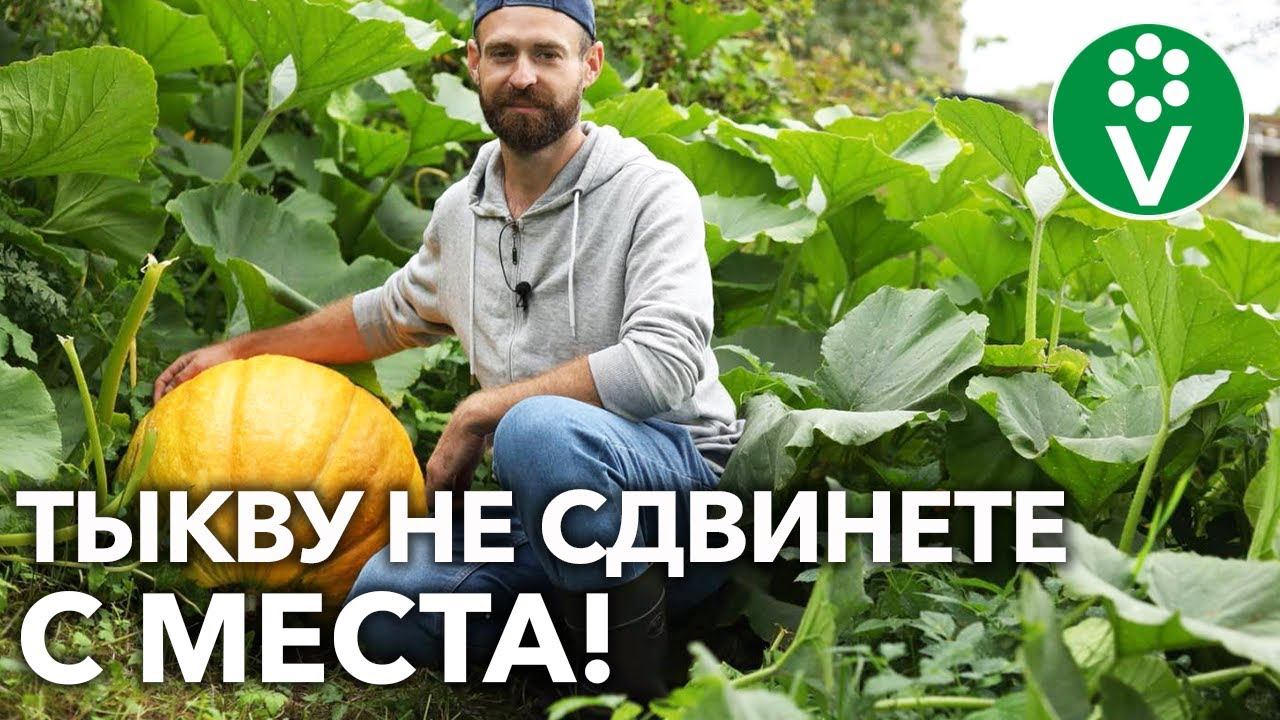 ХОТИТЕ ГИГАНТСКУЮ ТЫКВУ?! ЛЕГКО! Вот как ТАКУЮ вырастить!