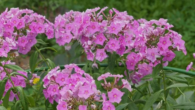Garden Phlox.Садовые цветы флокса смотреть онлайн