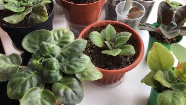 Фиалки смотреть онлайн