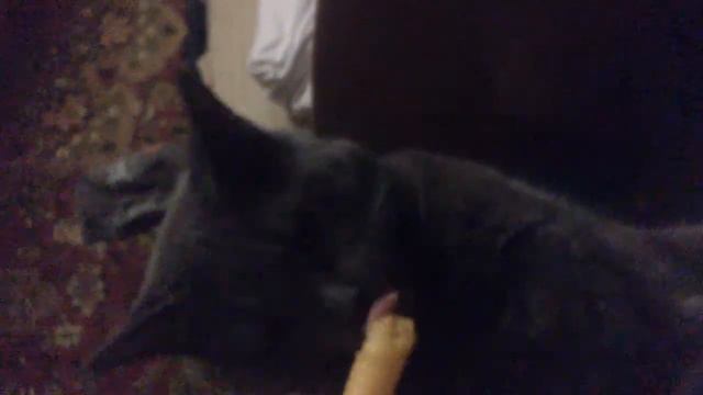 коты тоже любят читос! смотреть онлайн