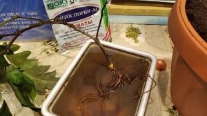 Срочная пересадка Циссуса / Комнатное растение Циссус