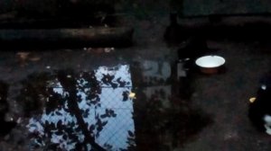 Кошки: одного котенка ночью порвали собаки