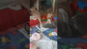 Котята Мейн кун, три недели😊