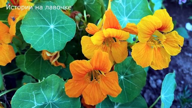 ? Работала на 2-х работах, а муж спокойно лежал на диване ... но после его просьбы все оборвалось