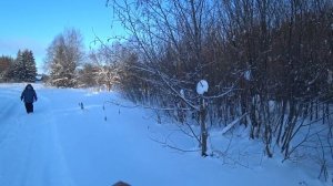 В зимнем лесу. 24 янв 2022