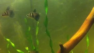 рыбки для маленьких аквариумов