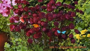 Астранция крупная Мулен Руж ? обзор: как сажать, саженцы астранции Мулен Руж