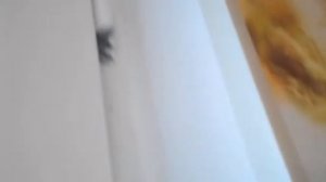 Скрипит пластиковая дверь, скрипит пластиковое окно: как смазать