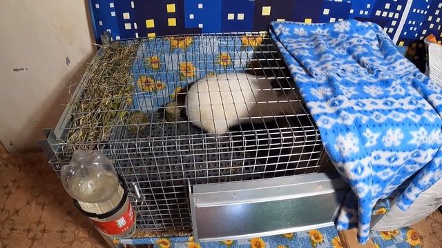 Крольчиха Мишель готовится стать мамой / Калифорнийский кролик / Ждём окрол / Ждем рождения крольча смотреть онлайн