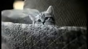 Реклама Whiskas для котят