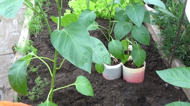 Высаживаю перцы на ПМЖ. смотреть онлайн