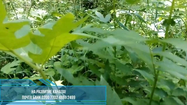 Лабазник вязолистный(таволга вязолистная) смотреть онлайн