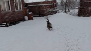 Гусиные бои и Жучка на больничном