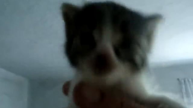 Котенок плачет))) смотреть онлайн