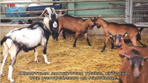 Альпийская коза