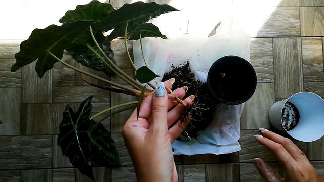 Мох сфагнум с Алиэкспресс I Алоказия Полли I Пересадка и размножение алоказии смотреть онлайн