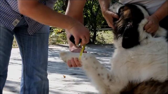 Семинар для владельцев собак породы МОСКОВСКАЯ СТОРОЖЕВАЯ (Часть 1) смотреть онлайн