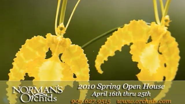 2010 Norman Orchid Spring Open House смотреть онлайн
