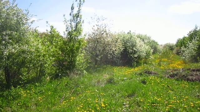 Сады Подмосковья. Возрождение фруктового сада смотреть онлайн