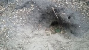 СМЕЛЫЙ ЯГДТЕРЬЕР В НОРЕ