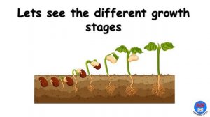 Growth Of Plants, Seed Germination, Plant Growth and Development, Growth Of Plants For Kids, Plants