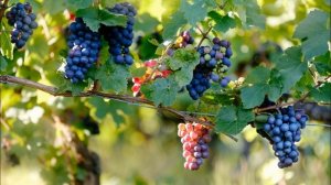 Картинка фрукты. Виноград, лоза, ветки | Picture fruit. Grapes, vine, branches