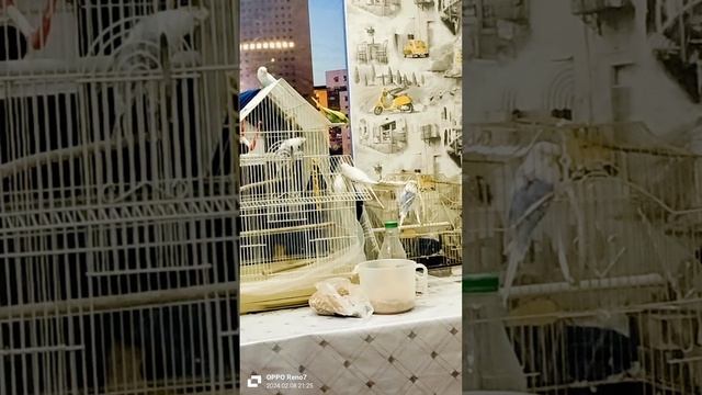 Выпустили полетать. #волнистыепопугайчики