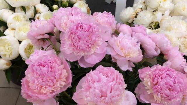 peony Angel Cheeks пион Энджел Чикс (Ангельские щечки). Klehm, 1970, США смотреть онлайн