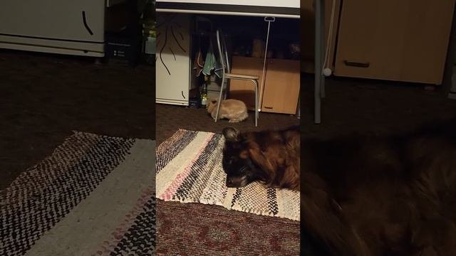 Межвидовое доминирование. Оно существует?