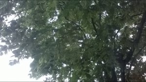 Как избавиться от тли.