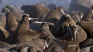 Белый медведь- главный хищник Арктики. Белый медведь в деле.