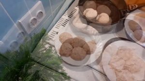 Куриные биточки, в сметанном соусе