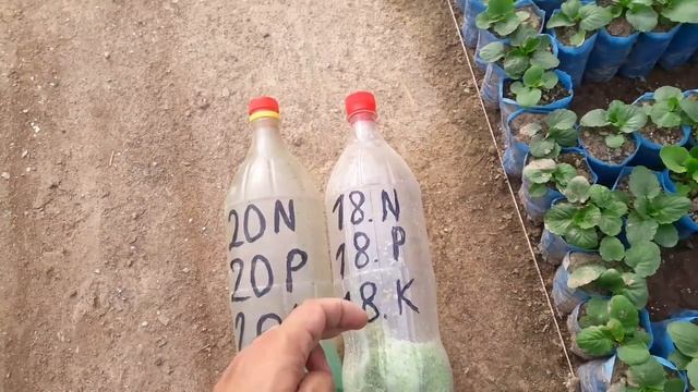КОМПЛЕКСНОЕ УНИВЕРСАЛЬНОЕ УДОБРЕНИЕ 20-20-20 или 18-18-18+Mg. Какую когда и как применять, дозировк