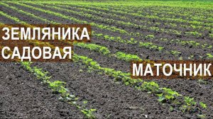 Земляника садовая. Маточник. Клубничная ферма Лесниченко.