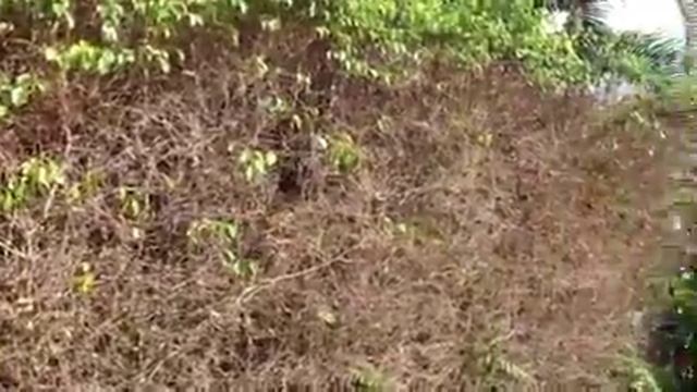 White fly devastation of ficus смотреть онлайн