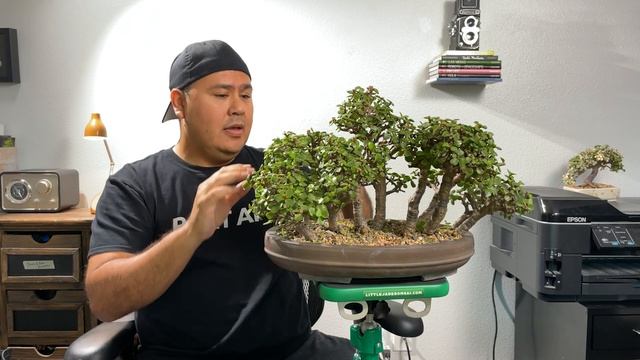 Major trimming of an overgrown dwarf jade bonsai forest. - Little Jade Bonsai смотреть онлайн