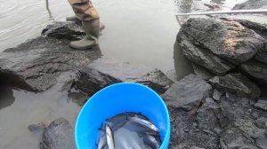 Рыбалка на Корюшку в Аляске Рецепт Приготовления Рыбы Жизнь в Штате Аляска