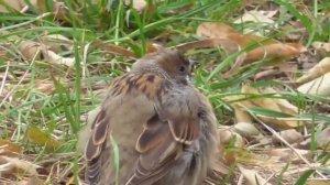 Осеннее настроение у птиц. Birds in autumn