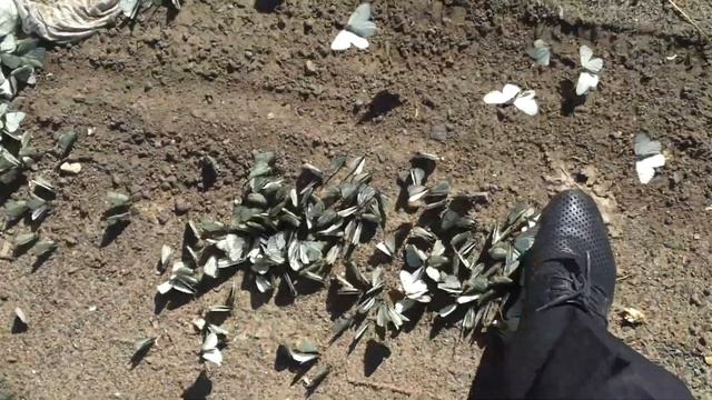 Нашествие бабочек в подмосковье(Щелковский р-н) смотреть онлайн