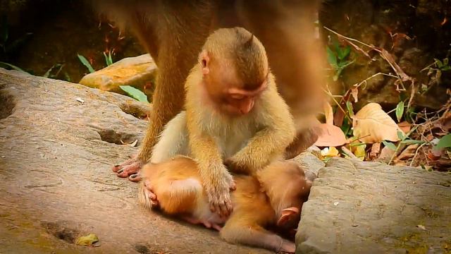 Sweetly baby Lucie cries hugging Rainbow for comfort her because mum Luna leave her alone смотреть онлайн