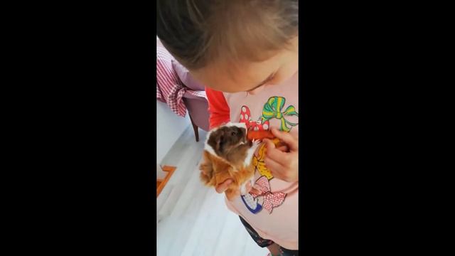 Зоомагазин в Стамбуле смотреть онлайн