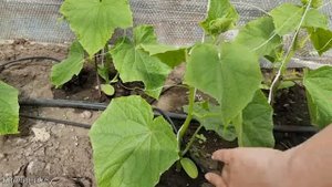 Что делаю с Огурцами через две недели после высадки рассады для повышения урожайности