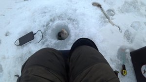 Зимний подлещик на чёртик. Рыбалка на безмотылку в марте